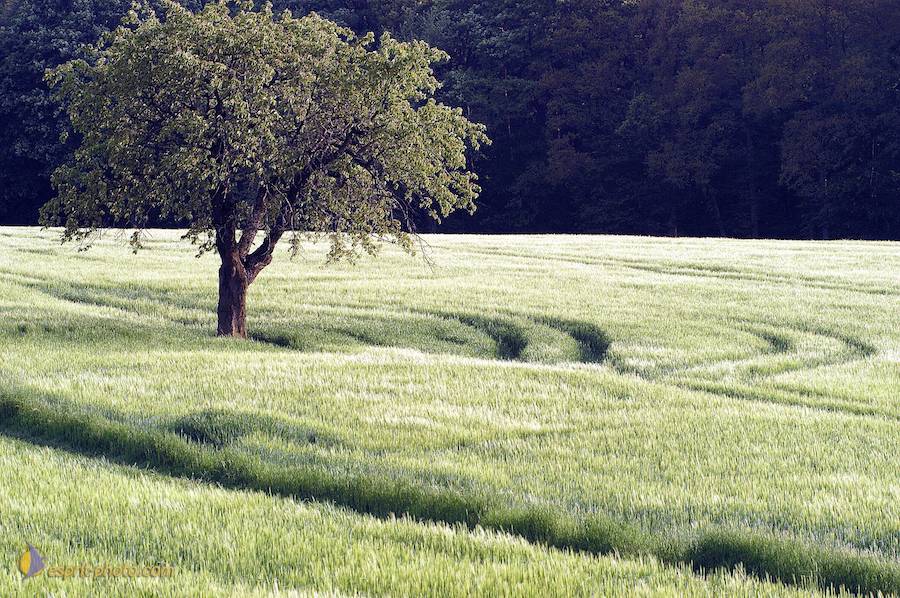 Nom de l'image : D1133258-nef-01_(c)Norbert-JUNG — Description :